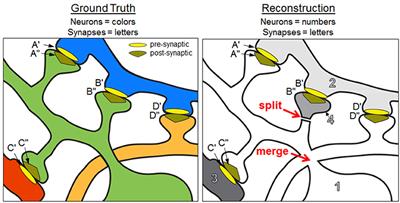 Neural Reconstruction Integrity: A Metric for Assessing the Connectivity Accuracy of Reconstructed Neural Networks